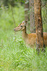 fallow deer