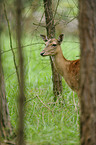 fallow deer
