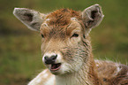 fallow deer