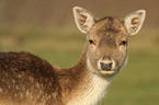 fallow deer