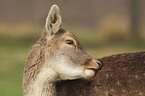 fallow deer