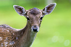 fallow deer