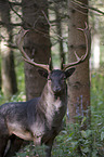 fallow deer
