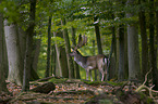 fallow deer