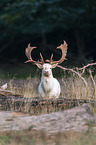 fallow deer