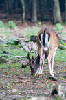 fallow deer