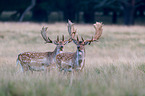 fallow deer