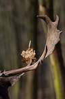 fallow deer