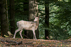 fallow deer