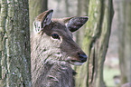 fallow deer