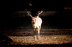 fallow deer