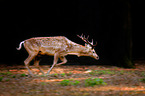 fallow deer