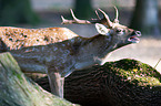 fallow deer