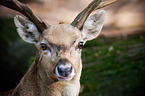 fallow deer
