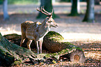fallow deer
