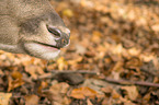 fallow deer