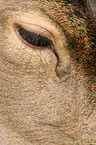 fallow deer