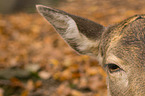 fallow deer
