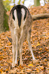 fallow deer