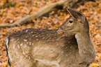 fallow deer