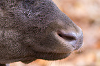 fallow deer