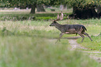 running Fallow Deer