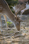 standing Fallow Deer