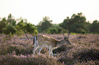 standing Fallow Deer