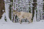 walking Fallow Deer