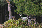 Fallow Deer