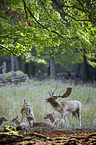 Fallow Deer