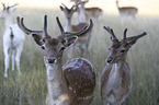 Fallow Deers