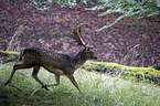 fallow deer