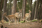 fallow deer