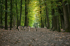 fallow deer