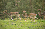 fallow deer