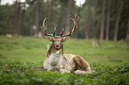 fallow deer