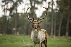 fallow deer