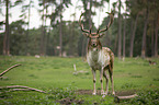 fallow deer