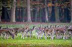 fallow deer
