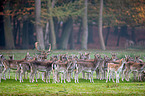fallow deer