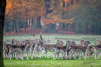 fallow deer
