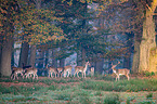 fallow deer