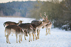 fallow deer
