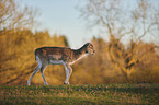 fallow deer