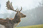 fallow deer
