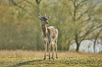 fallow deer