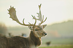fallow deer