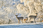 fallow deer