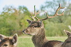 fallow deer